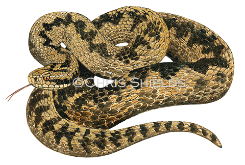 Adder (Vipera berus) RS200