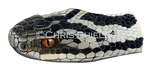 Adder (Vipera berus) RS204