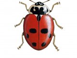 Adonis Ladybird (Adonia variegata) IN001