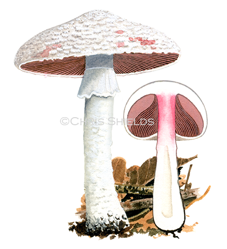 Agaricus benesii FU0279