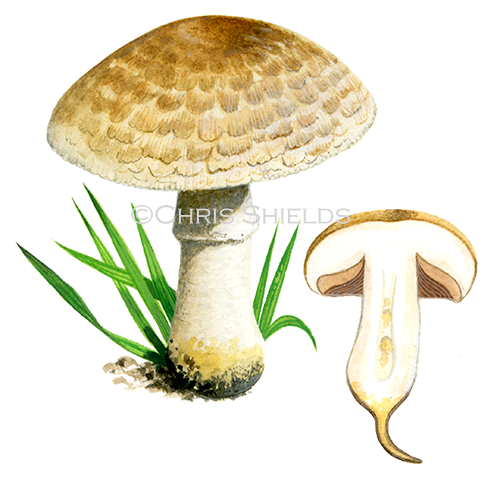 Agaricus bresadolians FU0284