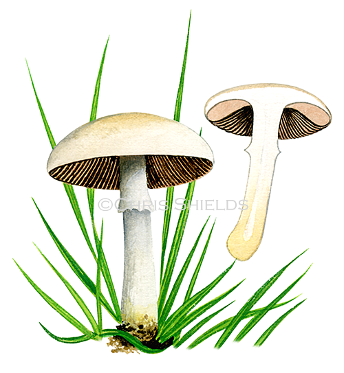 Agaricus comtulus FU0286