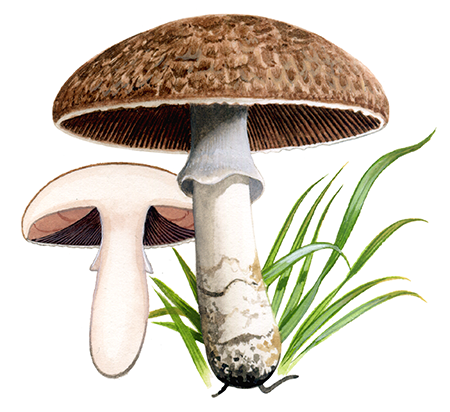 Agaricus subperonatus FU0305