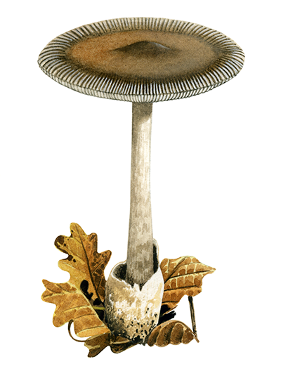 Amanita battarrae FU055