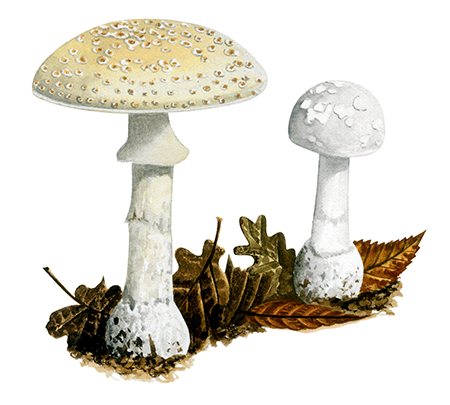 Amanita citrina (False Deathcap) FU072