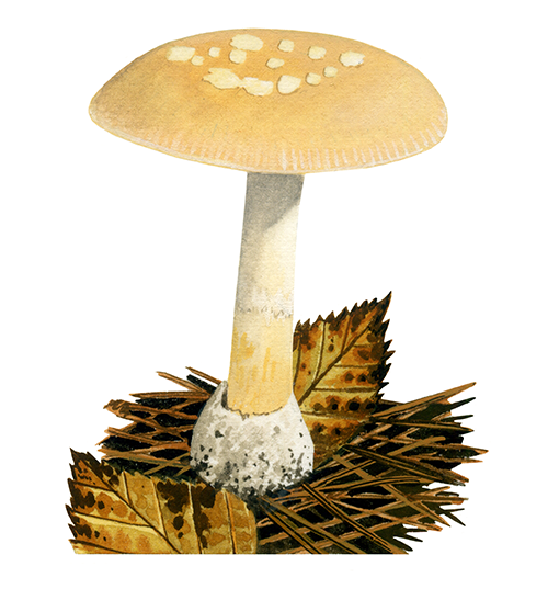 Amanita gemmata (Jewelled Amanita) FU060