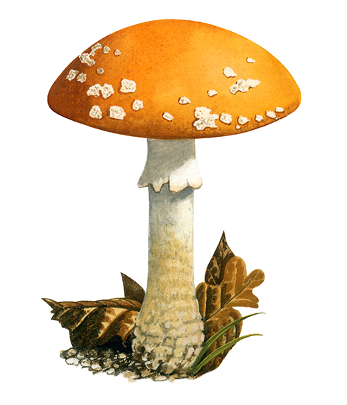 Amanita muscaria var. formosa FU058