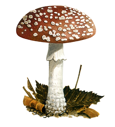 Amanita muscaria var. regalis FU059