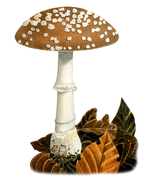 Amanita pantherina (Panthercap) FU061