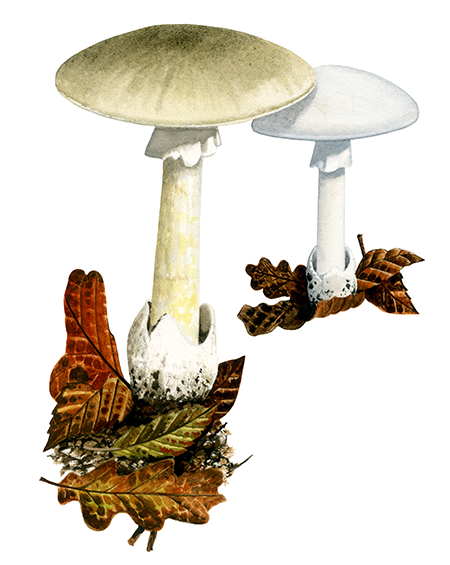 Amanita phalloides (Deathcap) FU071