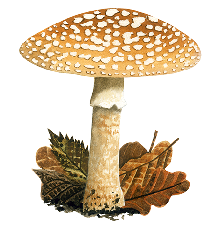 Amanita rubescens var.rubescens (Blusher) FU077