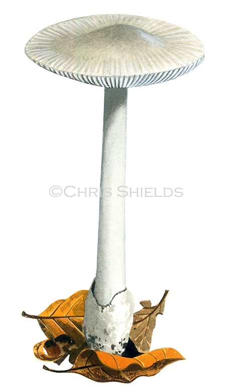 Amanita vaginata (Grisette) FU067