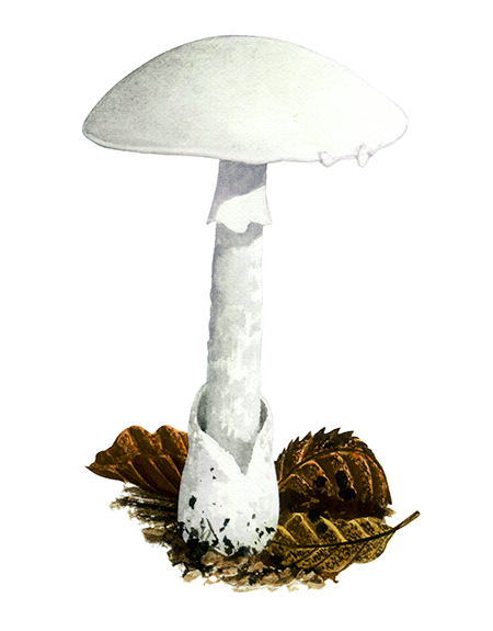 Amanita virosa (Destroying Angel) FU075