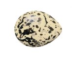 Sandwich Tern egg (Thalasseus sandvicensis) BD0232