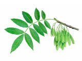 Ash Leaves & Seeds (Fraxinus excelsior) BT009