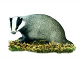 Badger (Meles meles) M005