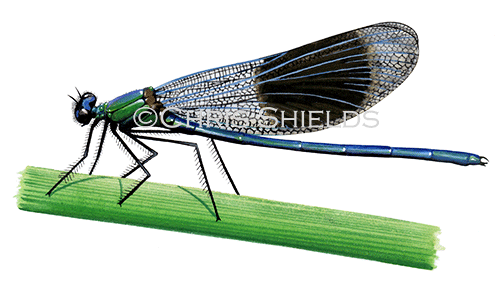 Banded Demoiselle (Calopteryx splendens) IN001