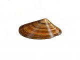 Banded Wedge Shell (Donax vittatus) OS001