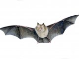 Bat (Lesser Horseshoe) Rhinolophus hipposideros M002