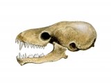 Bat Skull M001