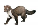 Beech Marten (Martes foina) M003