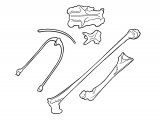 Bird Bones from owl pellet BD001