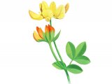 Birds-foot Trefoil (Lotus corniculatus) BT0166