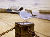 Black-headed gull (Chroicocephalus ridibundus) BD0253