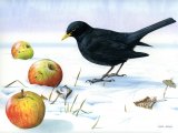 Blackbird male (Turdus merula) BD0260