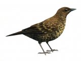 Blackbird juvenile (Turdus merula) BD0256