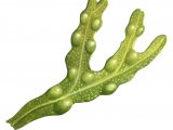 Bladder Wrack (Fucus vesiculosis) BT0308