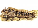 F024 - Blenny (Montagu