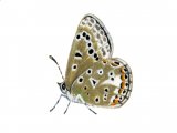 Adonis Blue (female) Lysandra bellargus IN004