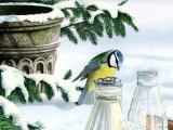 Blue Tit on milk bottle (Parus caeruleus) BD0262