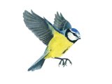 Blue Tit (Cyanistes caeruleus) BD0266