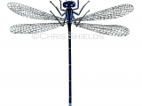 Damselfly (Blue-tailed) Ischnura elegans IN001