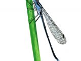 Damselfly (Blue-tailed) Ischnura elegans IN005