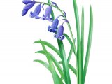 English Bluebell (Hyacinthoides non-scripta) BT0171