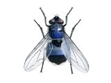 Bluebottle (Calliphora vomitoria) IN002