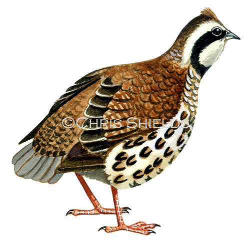 Bobwhite Quail (Colinus virginianus) BD0018