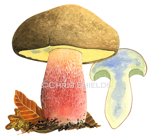 Boletus calopus (Bitter Beech Bolete) FU087