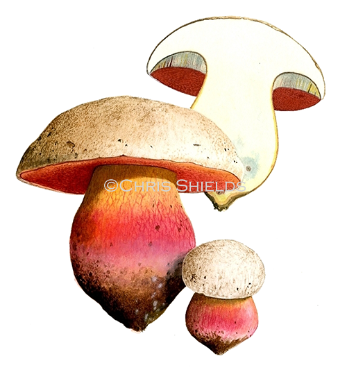 Boletus satanas (Devil