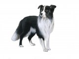 Border Collie (Canis lupus familiaris) M002