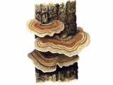 Trametes versicolor (Turkeytail Bracket Fungi) FU001