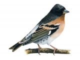 Brambling (Fringilla montifringilla) BD0268