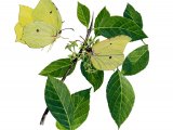 Brimstone Butterfly (Gonepteryx rhamni) IN004