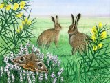 Brown Hare (Lepus europaeus) M001