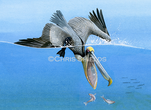 Brown Pelican (Pelecanus occidentalis) BD0011