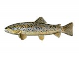 F202 - Trout (Brown) Salmo trutta