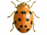 Bryony Ladybird (Henosepilachna argus) IN001